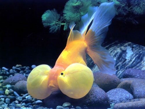 極品金魚-1.jpg