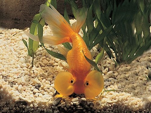 極品金魚-2.jpg