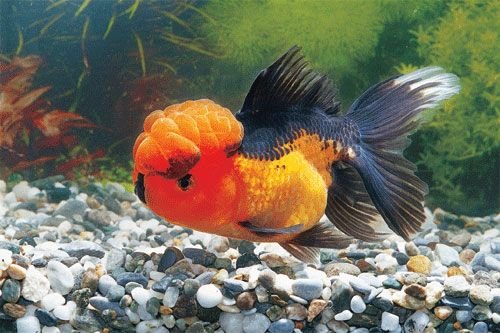 極品金魚-3.jpg