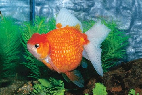 極品金魚-4.jpg