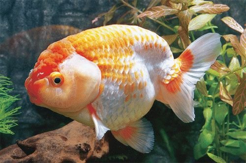 極品金魚-5.jpg