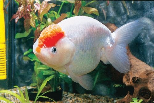 極品金魚-6.jpg