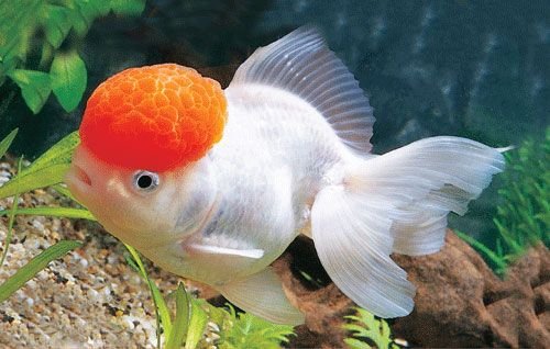 極品金魚-7.jpg