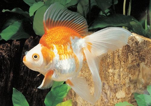 極品金魚-9.jpg