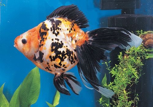 極品金魚-10.jpg