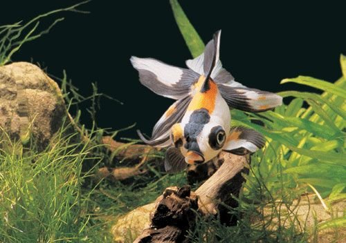極品金魚-12.jpg