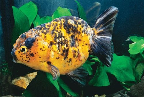 極品金魚-15.jpg