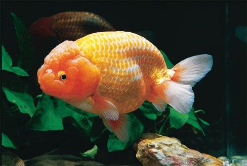 極品金魚-16.jpg