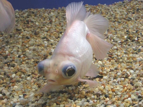 極品金魚-17.jpg