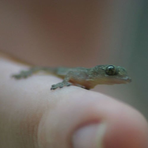 細小的動物-10.jpg