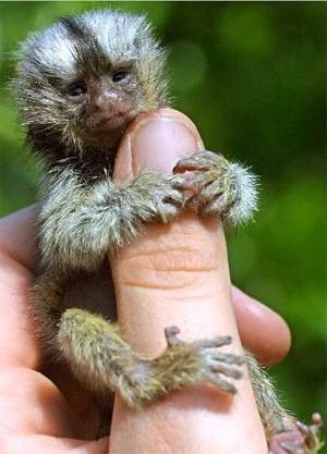 細小的動物-21.jpg