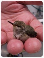細小的動物-29.jpg