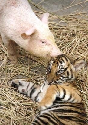 動物世界中最温情的一幕-9.jpg