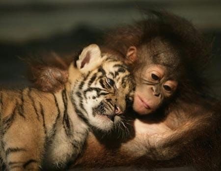 動物世界中最温情的一幕-2.jpg