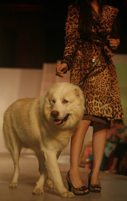 2009 寵物狗走秀-2.jpg