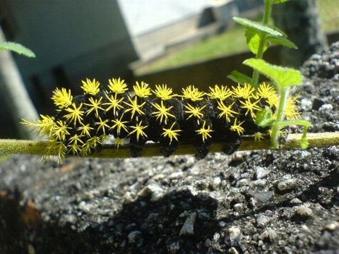 罕見的爬行類蟲子-4.jpg