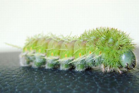 罕見的爬行類蟲子-9.jpg