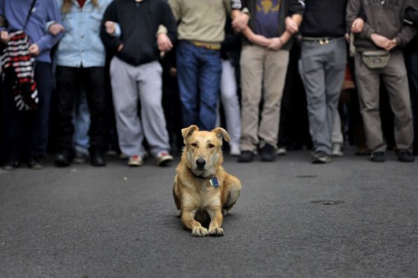 希臘暴動犬 Riot-dog-1.jpg