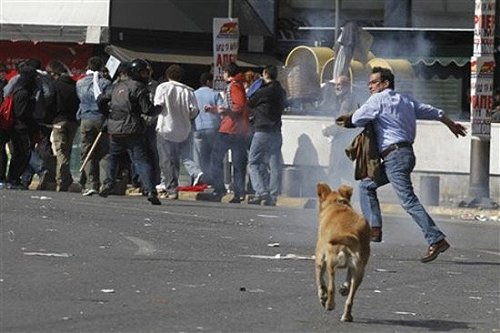 希臘暴動犬 Riot-dog-10.jpg