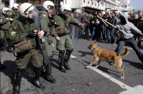 希臘暴動犬 Riot-dog-24.jpg