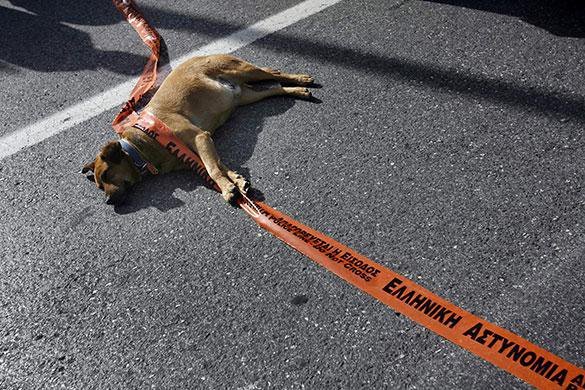 希臘暴動犬 Riot-dog-30.jpg
