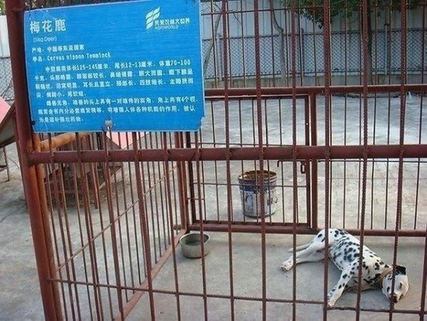 貍貓換太子.jpg