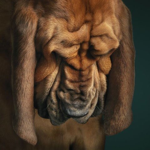 狗狗的一流特寫-7.jpg