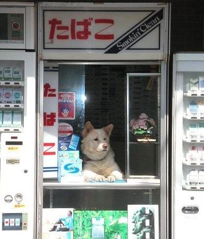 露毛的檳榔西施.jpg