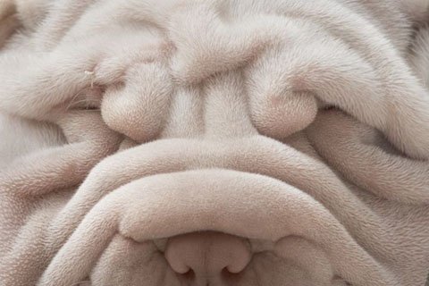 狗狗的一流特寫-13.jpg