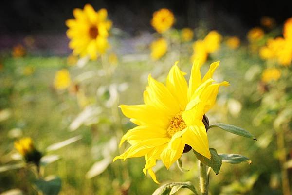 1月花田