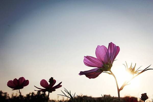 1月花田