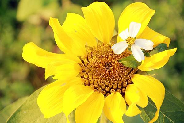 1月花田