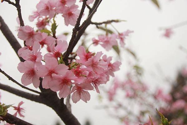 2月。麗池賞櫻