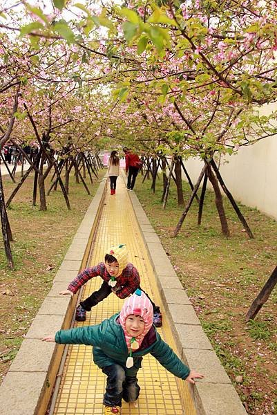 2月。麗池賞櫻