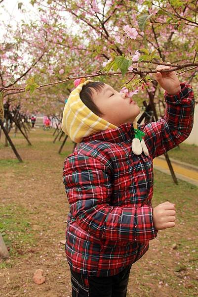 2月。麗池賞櫻