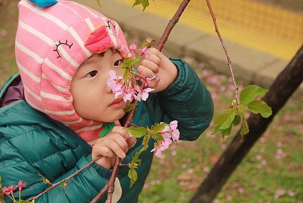 2月。麗池賞櫻