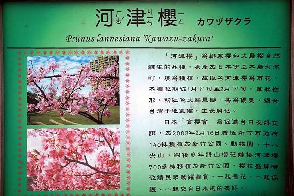 2月。麗池賞櫻