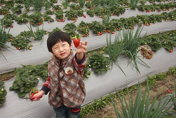 2月。採草莓
