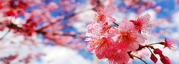 櫻花.jpg