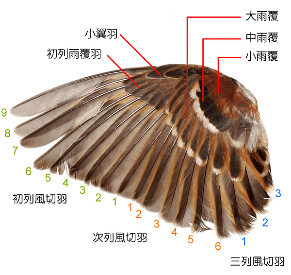 鳥羽.png