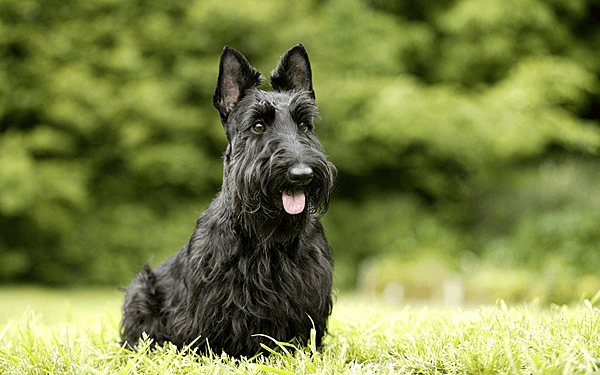 蘇格蘭犬.png