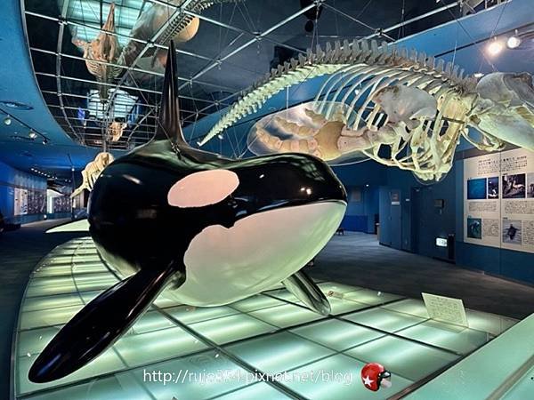 [愛知] 名古屋港水族館🐬