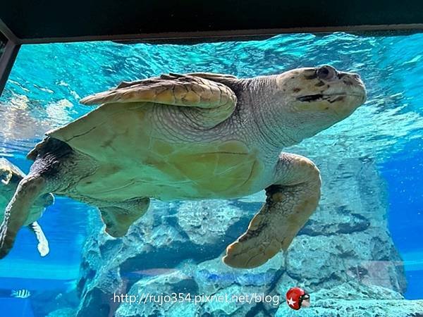 [愛知] 名古屋港水族館🐬