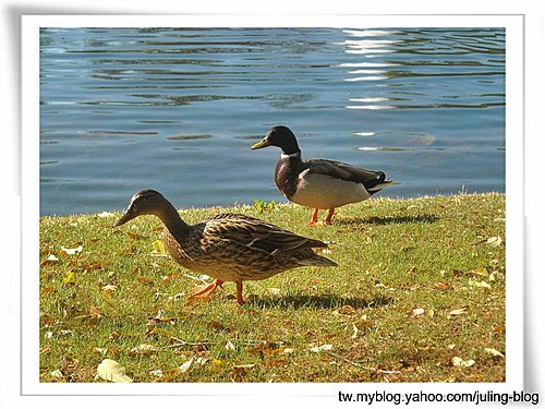 大湖畔水鳥生態1.jpg