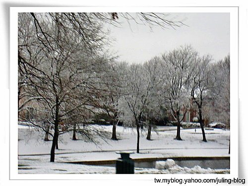 2011雪景7.jpg