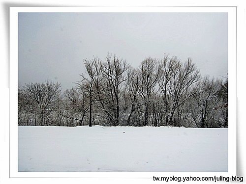 2011雪景14.jpg