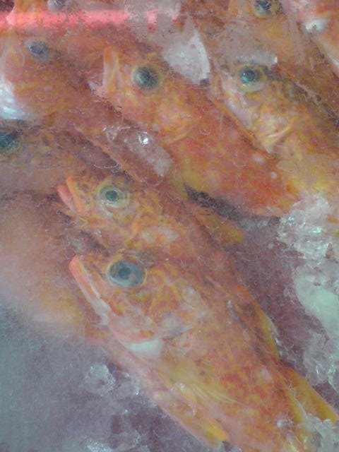 DSC07111.jpg