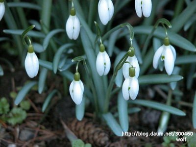 Galanthus nivalis(Amaryllidaceae)