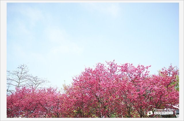 櫻花的天空