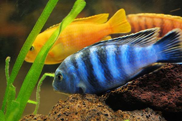 cichlids.jpg